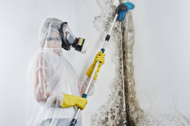 Best Mold Removal Company Near Me  in Grape Creek, TX