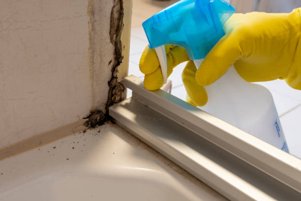 Best Affordable Mold Removal  in Grape Creek, TX