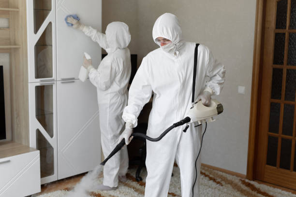 Mold Removal Process in Grape Creek, TX