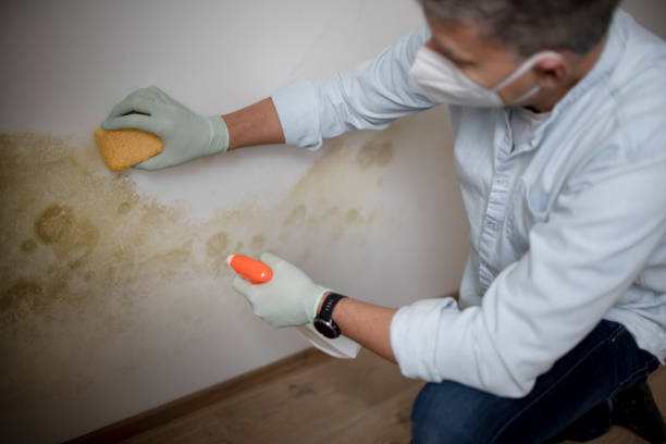 Best Commercial Mold Removal  in Grape Creek, TX