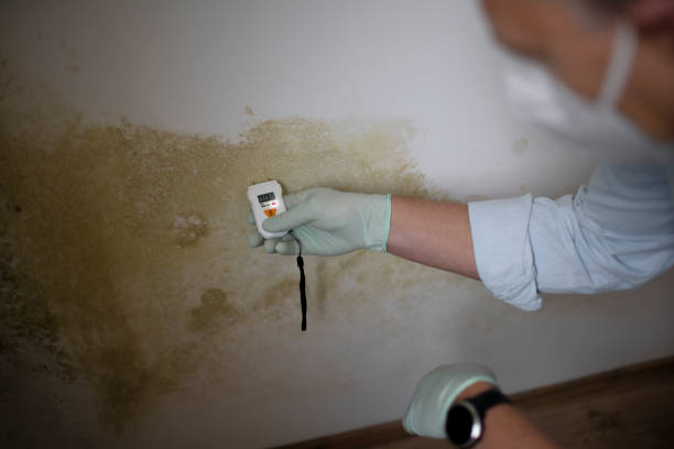 Best Commercial Mold Removal  in Grape Creek, TX