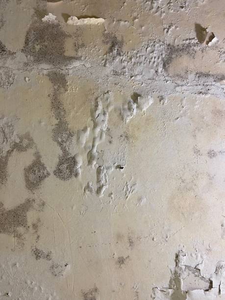 Best Fast Mold Removal  in Grape Creek, TX