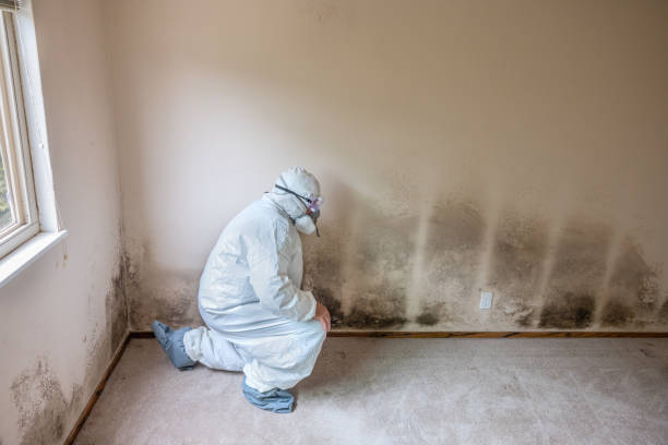 Best Certified Mold Removal  in Grape Creek, TX