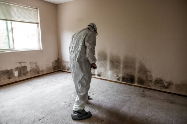 Best Fast Mold Removal  in Grape Creek, TX