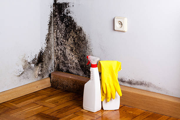 Best Mold Removal Specialists  in Grape Creek, TX