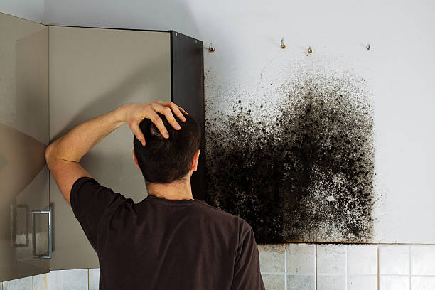 Best Home Mold Removal  in Grape Creek, TX