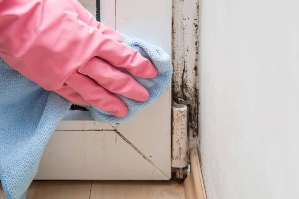 Best Toxic Mold Removal  in Grape Creek, TX