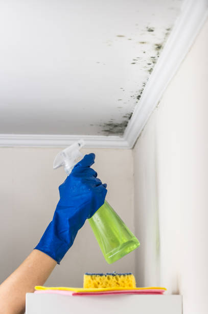 Best Mold Removal Process  in Grape Creek, TX